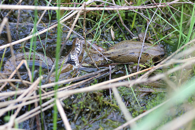 Ringelnatter mit Erdkröte