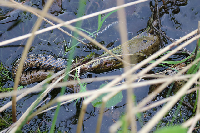 Ringelnatter mit Erdkröte