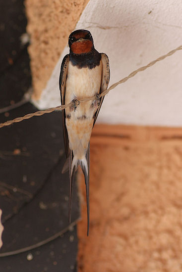 Rauchschwalbe am Schlafplatz