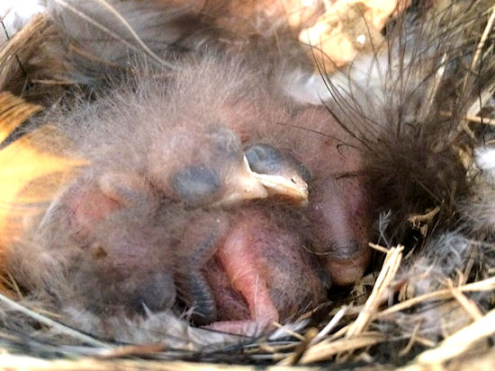 Zwei Tage alte Rauchschwalbenküken