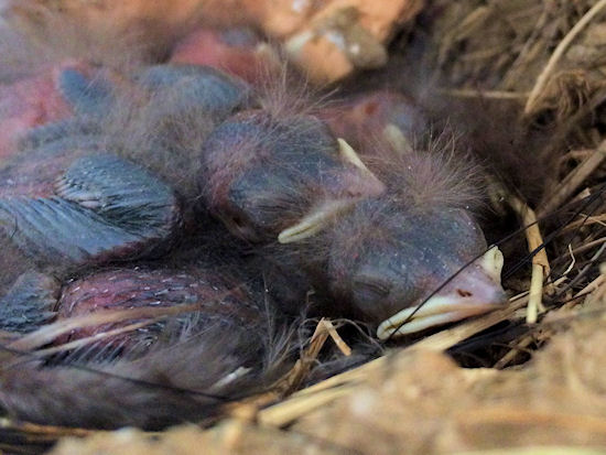 Rauchschwalbenküken 5 Tage alt