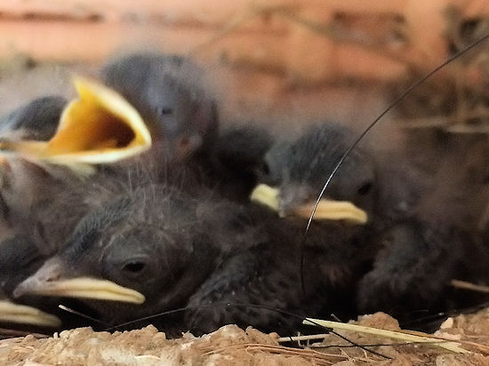 8 Tage alte Rauchschwalbenküken