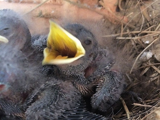8 Tage alte Rauchschwalbenküken