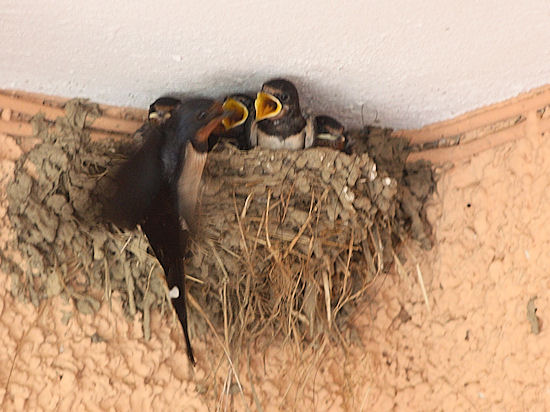 Rauchschwalbenküken werden gefüttert