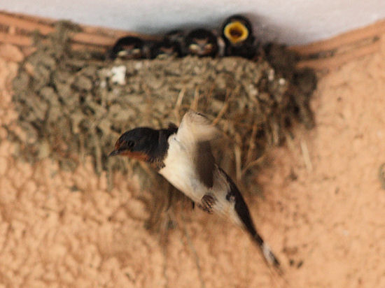 15 Tage alte Rauchschwalbenküken