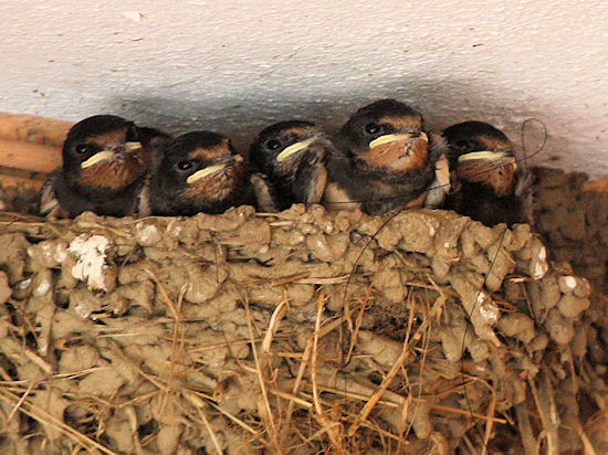 15 Tage alte Rauchschwalbenküken