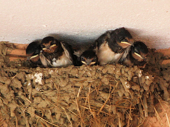 15 Tage alte Rauchschwalbenküken