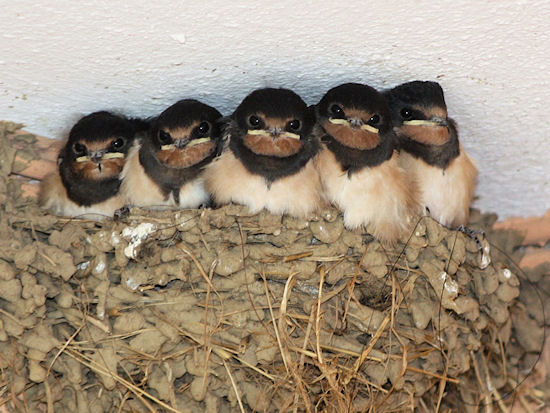 5 wohlgenährte Rauchschwalbenküken