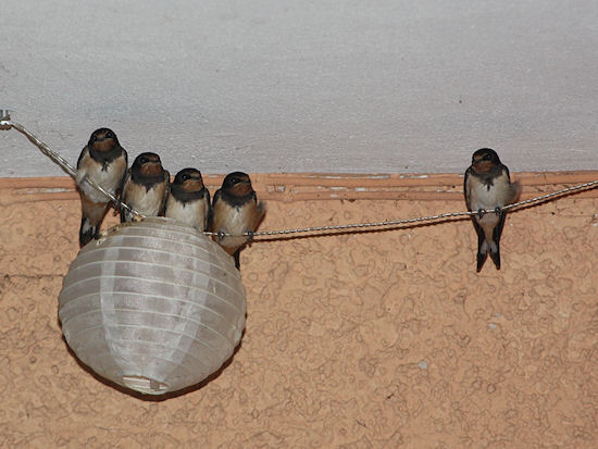 Jungschwalben versammeln sich zum schlafen