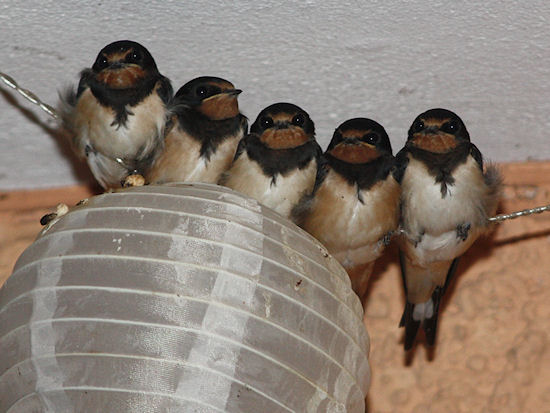 Rauchschwalbengruppenkuscheln