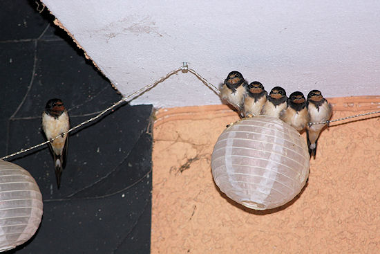 Schwalbennachwuchs mit Papa