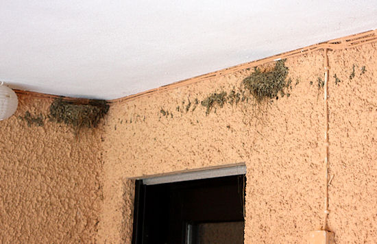 Ein Neues Rauchschwalbennest entsteht