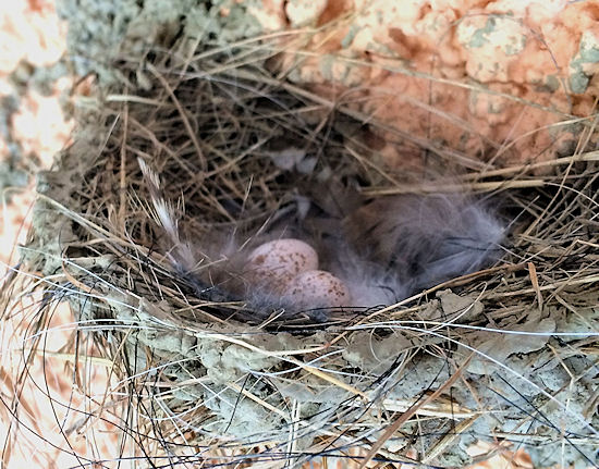 Zwei Rauchschwalbeneier im Gelege