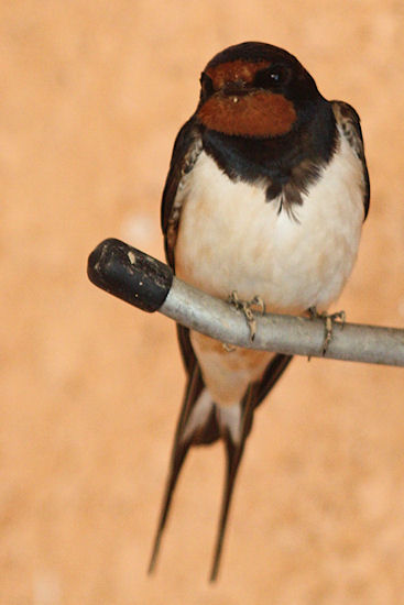 Rauchschwalbenpapa Paul