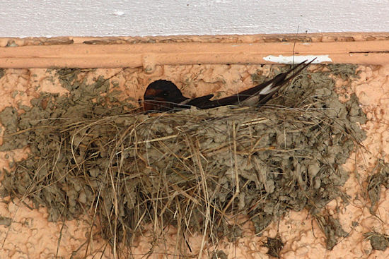 Rauchschwalbenmama Paula