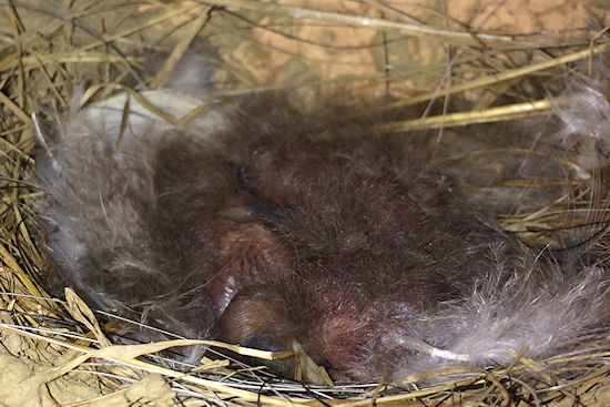 Ein Haufen Schwalbenküken