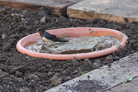 Rauchschwalbe nimmt Nestbaumaterial auf