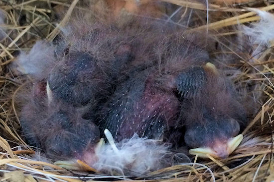 Vier Rauschwalbenküken, 5 Tage alt