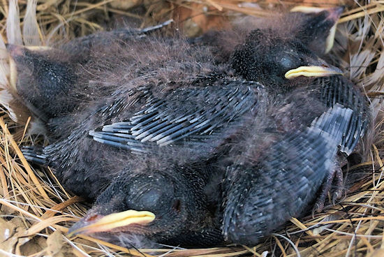 Rauchschwalbenküken