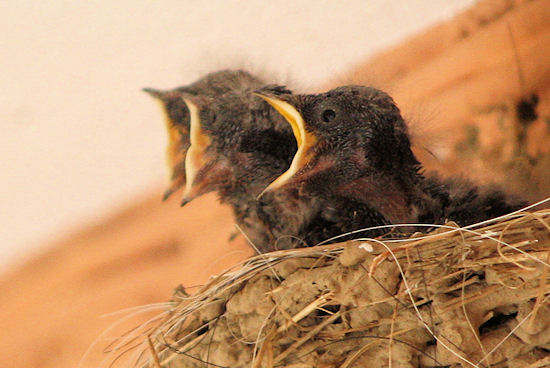 hungrige Rauchschwalbenküken
