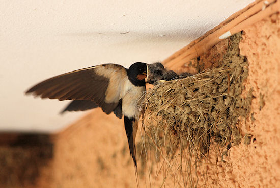 Fütternde Rauchschwalbe