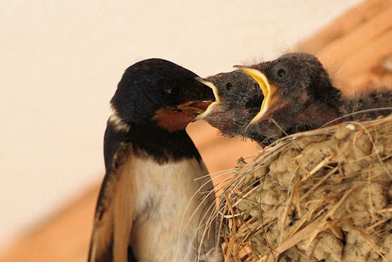 Reiß auf den Schnabel