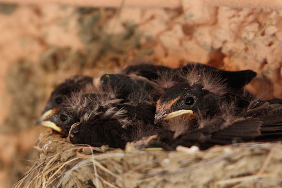 Rauchschwalben im Nest