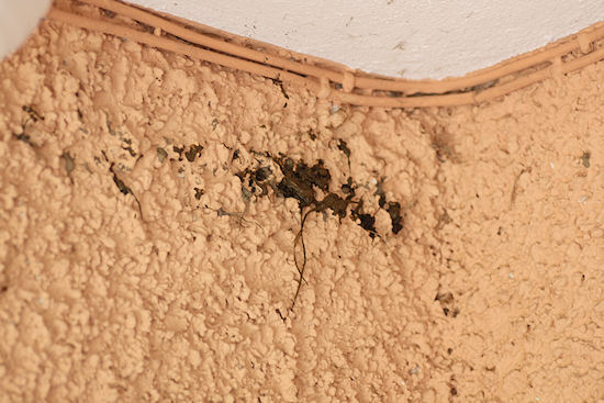 Rauchschwalbe Nestbau Anfang