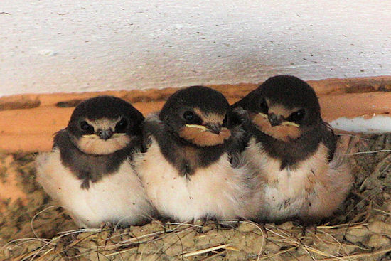Flügge gewordene Ruchschwalben