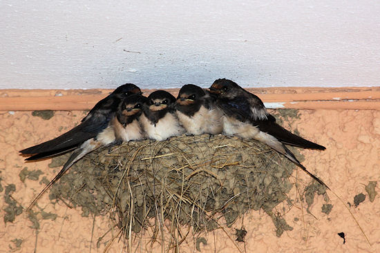 &Uuml;berf&uuml;lltes Rauchschwalbennest