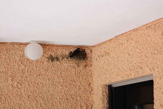 Rauchschwalbe beim Nestbau