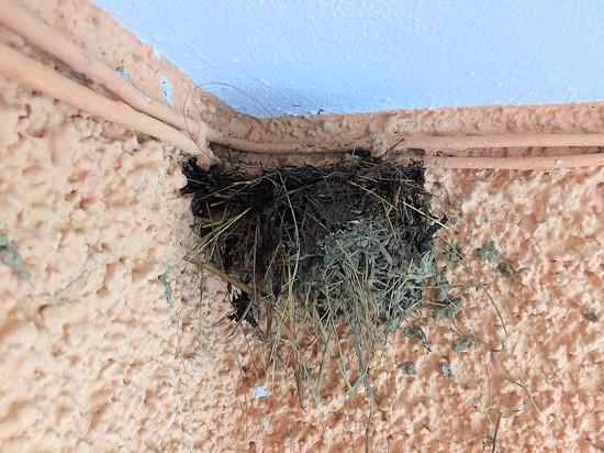 Neues Schwalbennest
