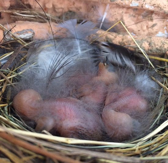 Frisch geschl�pfte Rauchschwalben