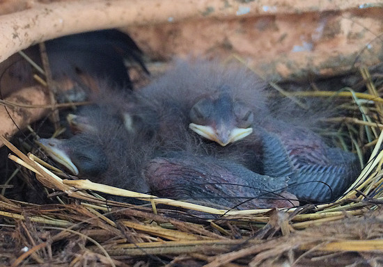 Mehrere Tage alte Rauchschwalbenküken