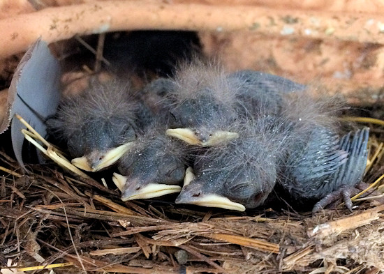 Fünf Tage alte Rauchschwalbenküken