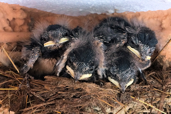 Zehn Tage alte Rauchschwalbenküken