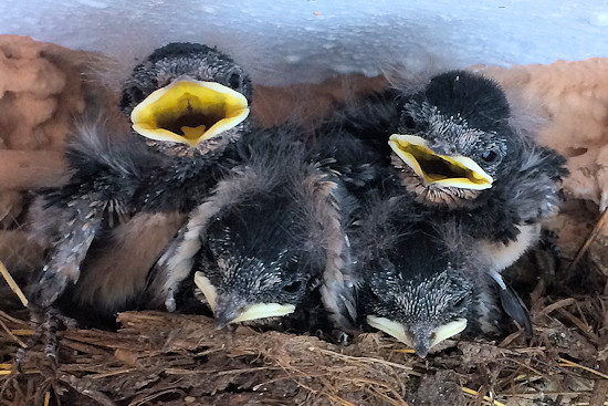 Zehn Tage alte Rauchschwalbenküken