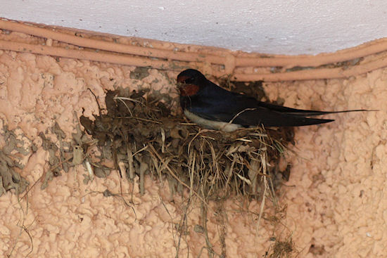Rauchschwalbe beim Nestbau