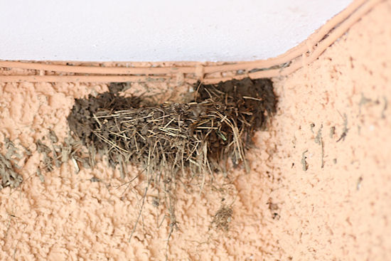 halbfertiges Rauchscchwalbennest