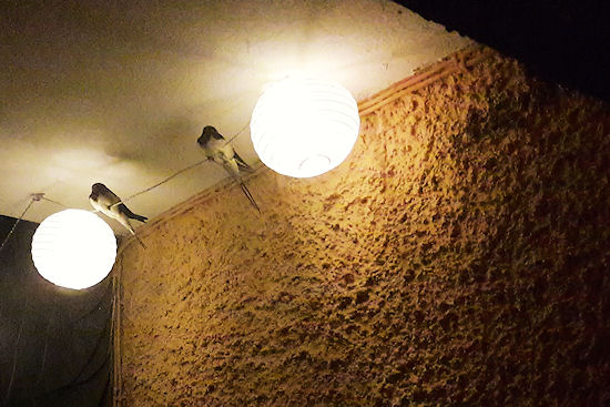 schlafende Rauchschwalben