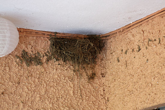 fast fertiges Rauchschwalbennest