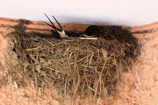 letzte Arbeiten am Rauchschwalbennest