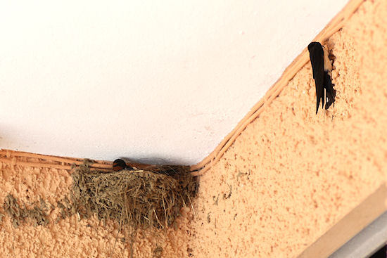 bütende Rauchschwalbe mit Nebenbuhler