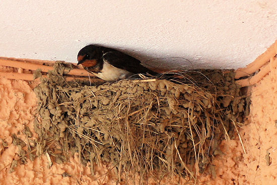 Rauchschwalbe im Nest