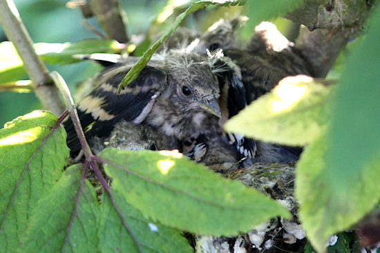 Stieglitzküken im Nest