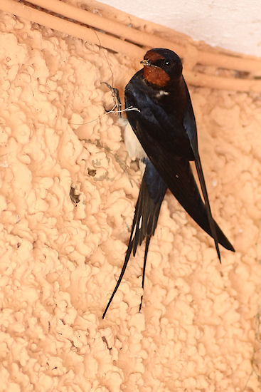 Rauchschwalbe mit Nistmaterial