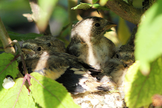 Fünf Distelfinkküken