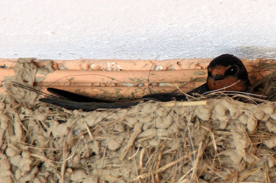 brütende Rauchschwalbe