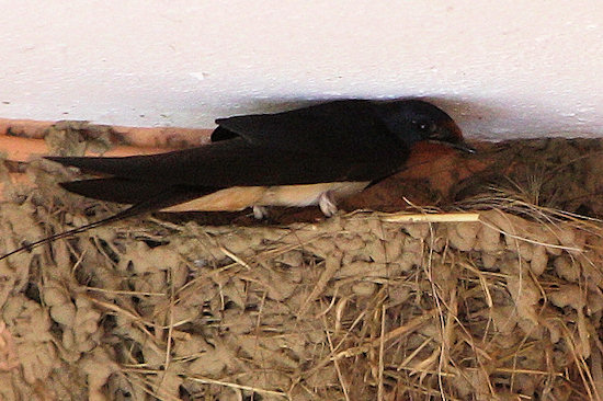 Rauschschwalbe beim f&uuml;ttern