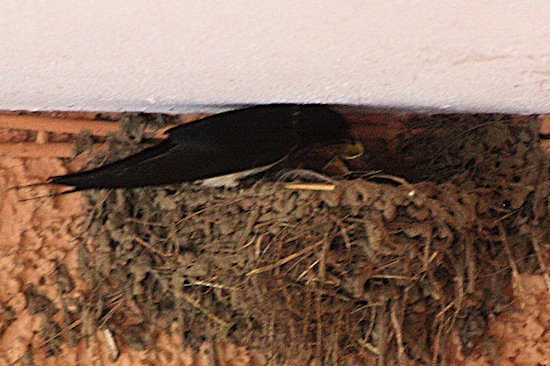 Rauschschwalbe beim Füttern